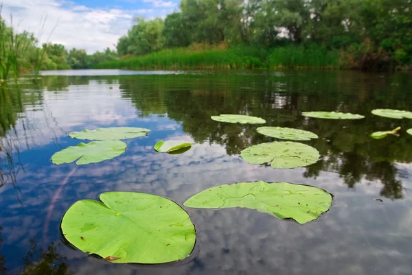 V létě jezero s waterplants — Stock fotografie