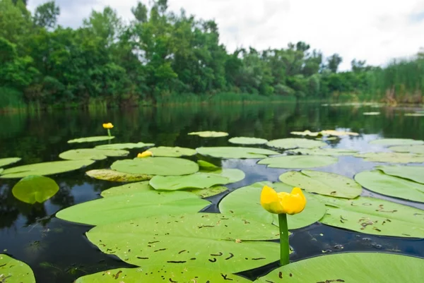 stock image Yellow lily in a river