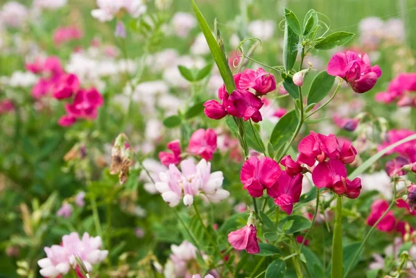 stock image Beautiful steppe flowers