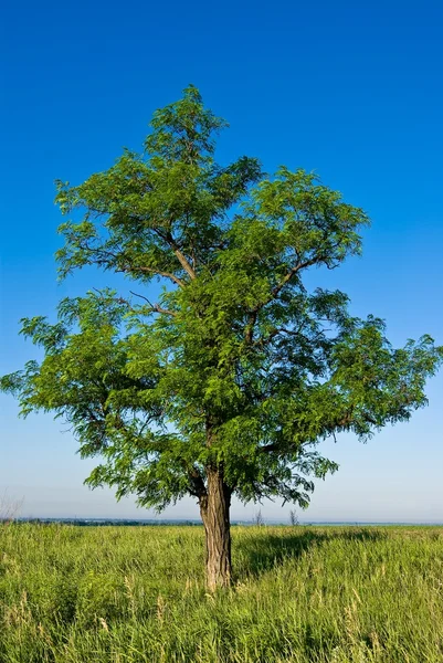 Bel arbre vert sur fond de ciel bleu — Photo