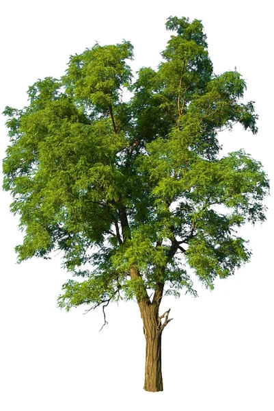 하얀 배경에 있는 푸른 나무 — 스톡 사진