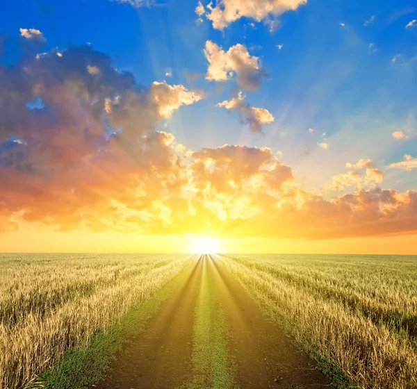 Strada di terra tra campi di sera — Foto Stock