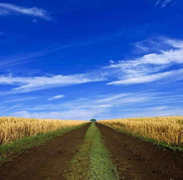 Road among a wheat fields — Stock Photo, Image