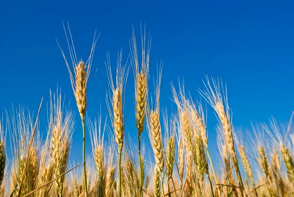 Orejas de trigo sobre un fondo azul del cielo — Foto de Stock