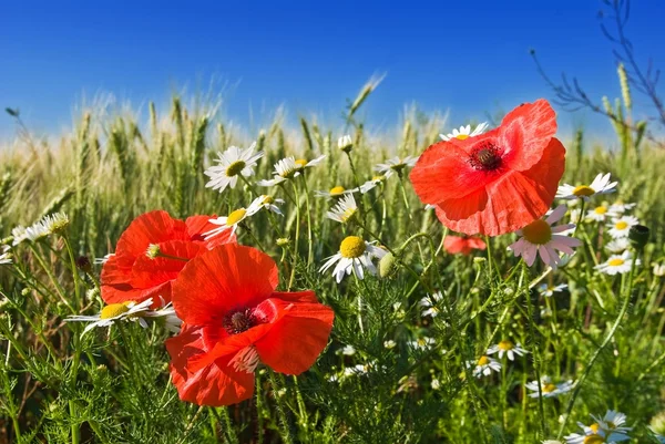 Red poppies and white camomiles — Stock Photo, Image