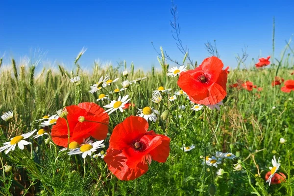 Field of red poppy and camomile — Stock Photo, Image