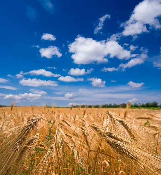 Campo de trigo por un día de verano —  Fotos de Stock