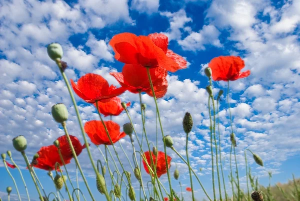 Red poppies on a sky background — Stock Photo, Image