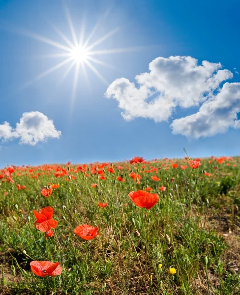 Red poppy field under a sparkle sun — Stock Photo, Image