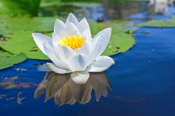 Hermosa lirio blanco flotando en un agua — Foto de Stock