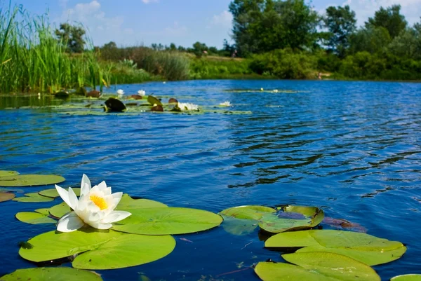 ユリの夏の湖 — ストック写真