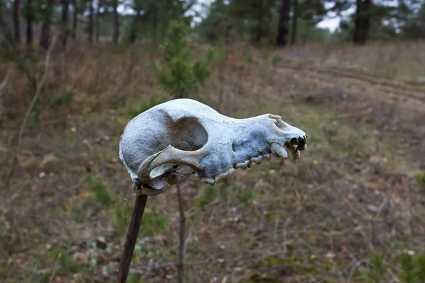 Animal skull in a forest