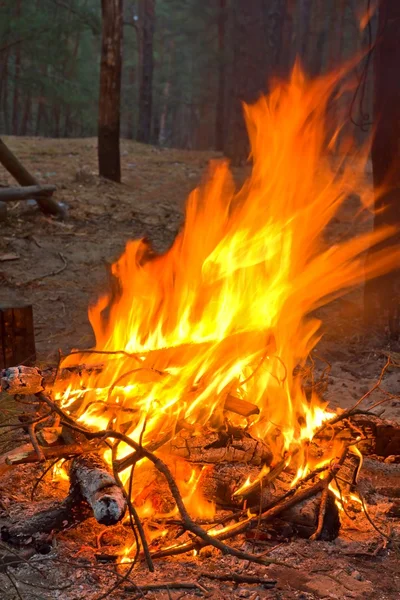 Campfire in a forest — Stock Photo, Image