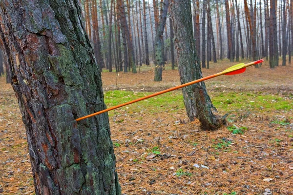 Arrow hit a tree — Stock Photo, Image