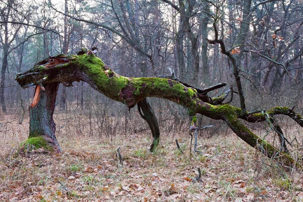 Brutna träd i en höst skog — Stockfoto