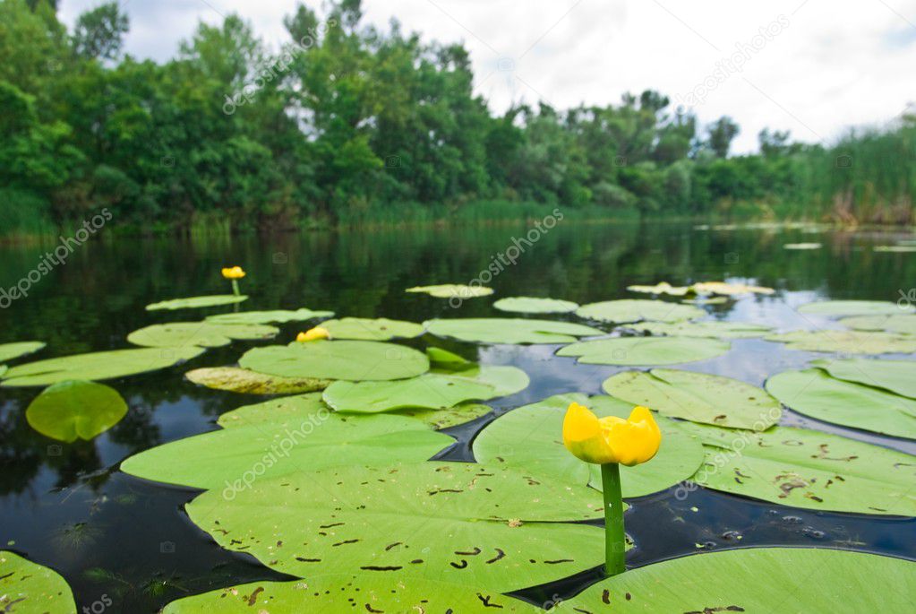Yellow lily in a river