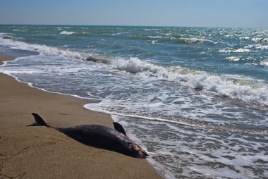 Dying dolphin on a sea coast clipart