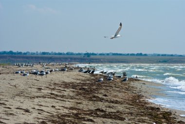 Seagulls on a sea coast clipart