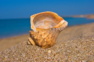 Marine shell on a sea coast clipart