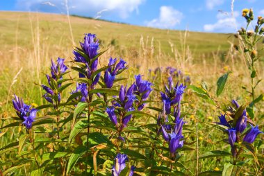 Beautiful violet flowers in a grass