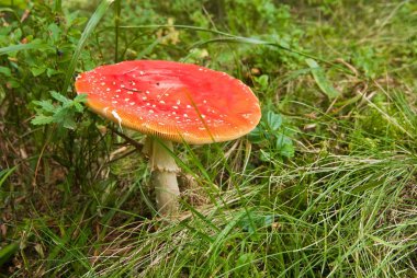 bir ormandaki flyagaric mantar