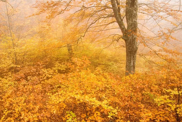 Guld hösten — Stockfoto