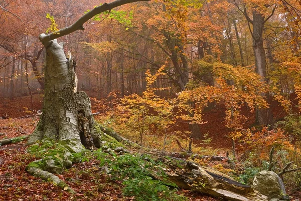 Alte Buche im feuchten Nebelwald — Stockfoto