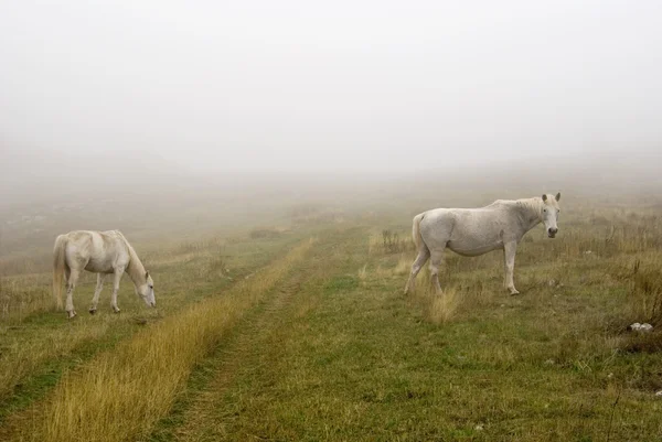 Білі коні на пасовищі — стокове фото