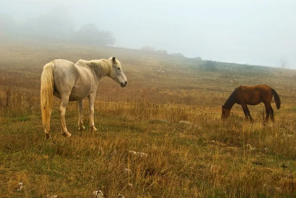 Cavalos em um pasto em uma névoa — Fotografia de Stock
