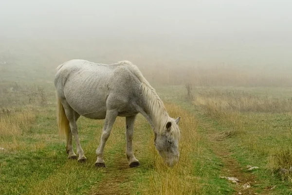 Hvit hest på beite – stockfoto