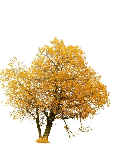 Осеннее золотое дерево на белом фоне — стоковое фото
