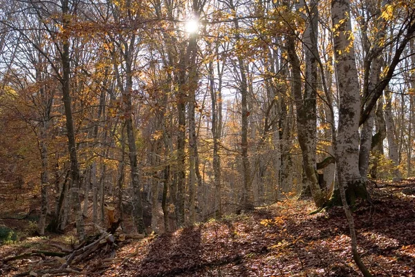 Heldere herfst bos — Stockfoto