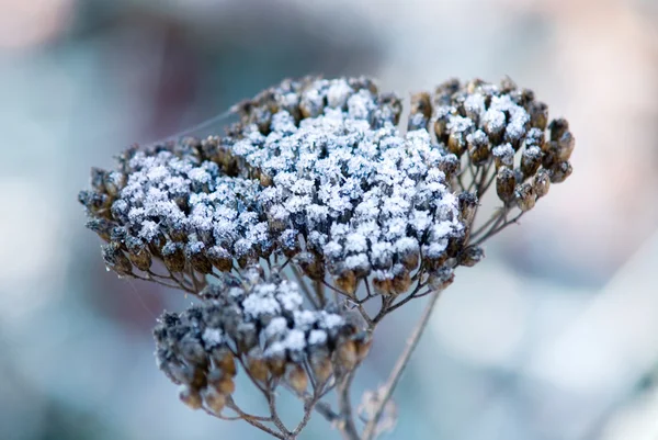 Zimowe kwiaty — Zdjęcie stockowe