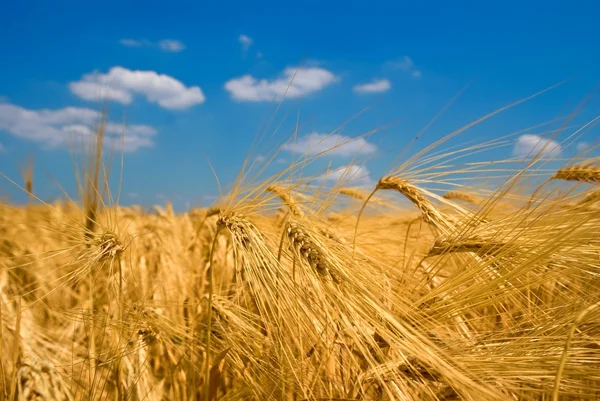 Campo de trigo de verano — Foto de Stock