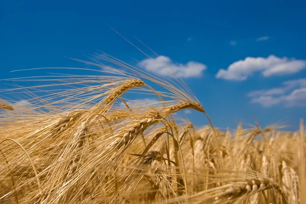 Campo de trigo dorado y cielo azul —  Fotos de Stock