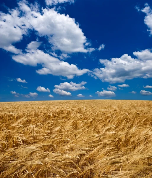 Campo de trigo de verano —  Fotos de Stock