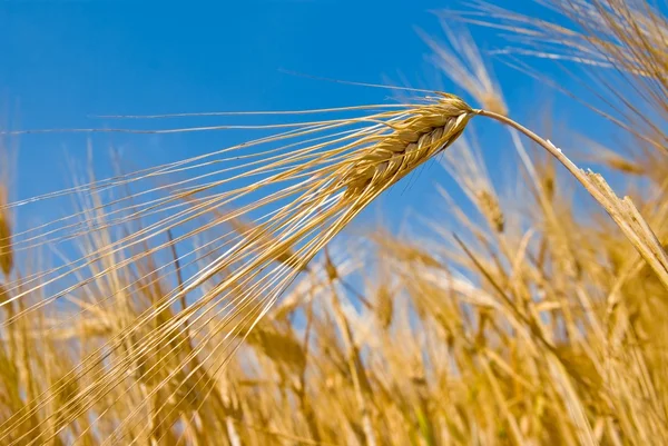 Primer plano espiga de trigo sobre un fondo del cielo —  Fotos de Stock