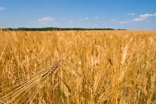 Campo de trigo paisaje —  Fotos de Stock