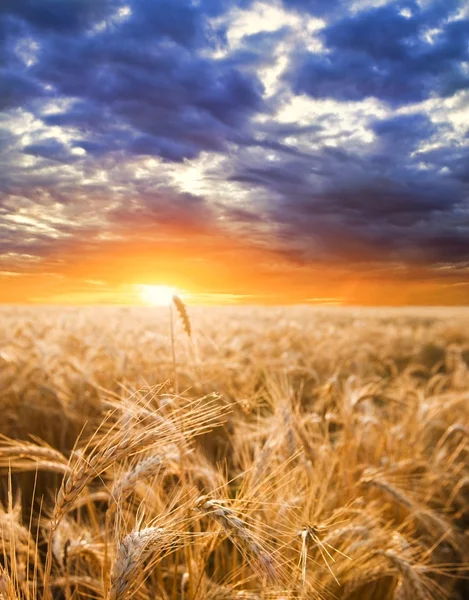 Champ de blé d'été au coucher du soleil — Photo