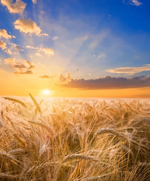 Pšeničné pole v západu slunce — Stock fotografie