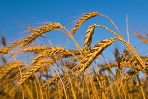 Espigas de trigo dorado sobre un fondo de cielo azul —  Fotos de Stock