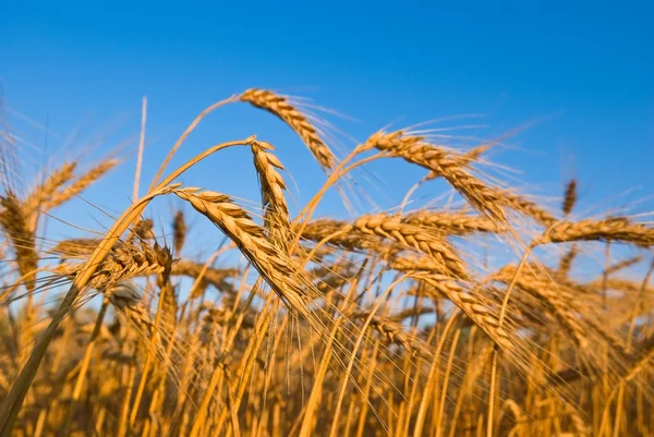 Lato pole pszenicy — Zdjęcie stockowe