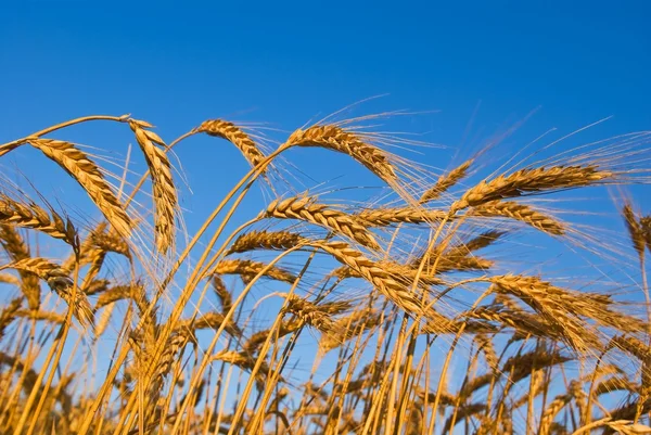 Orecchie di grano d'oro su uno sfondo di cielo del mattino — Foto Stock