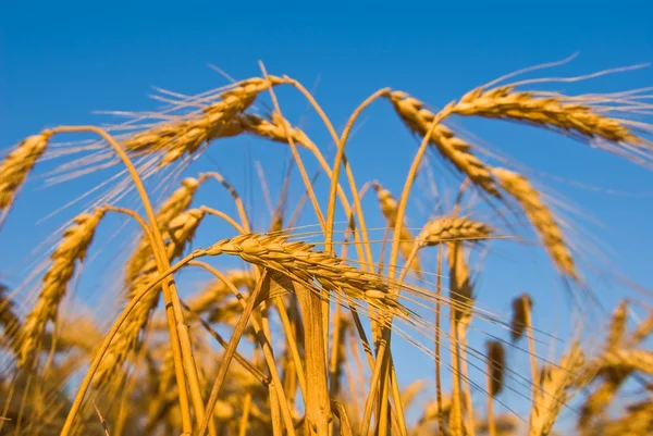 Pere di grano estive — Foto Stock