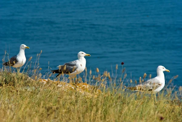 海鸥在海面之上的草 — 图库照片
