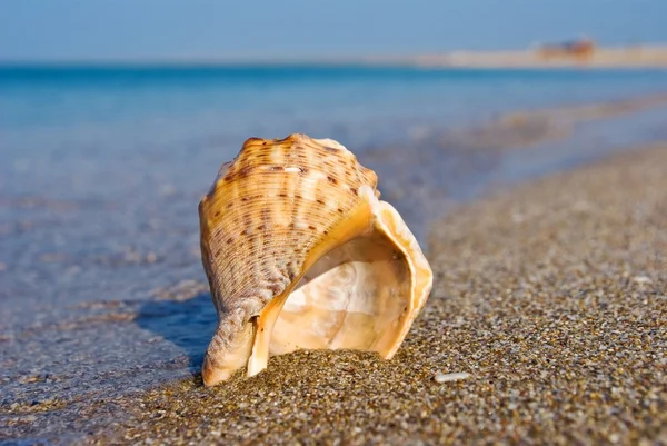 Θαλάσσια κέλυφος σε μια ακτή της θάλασσας — Φωτογραφία Αρχείου