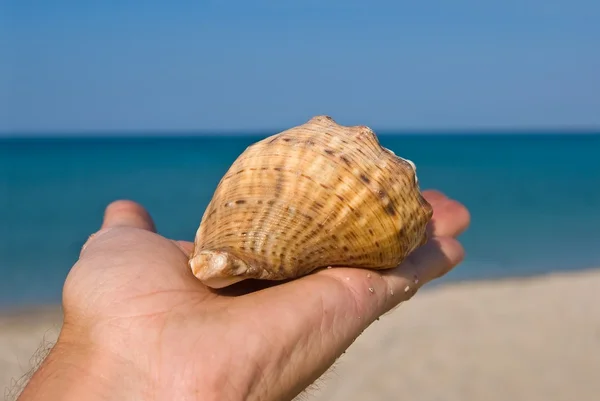 Mariene shell op een palm — Stockfoto