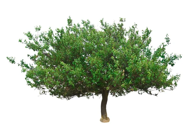 Bellissimo albero verde isolato su sfondo bianco — Foto Stock