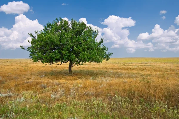Alleen groene boom in een steppe — Stockfoto