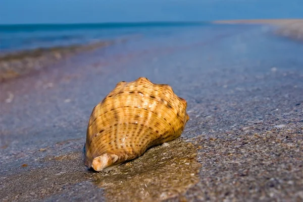 Морская раковина на морском побережье — стоковое фото